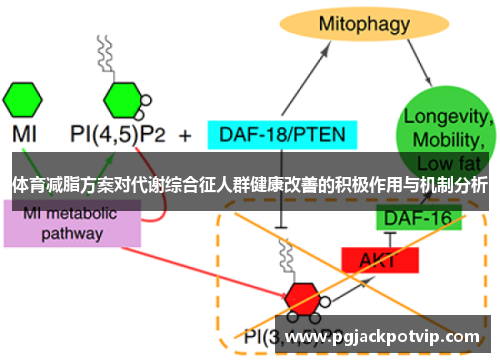 体育减脂方案对代谢综合征人群健康改善的积极作用与机制分析